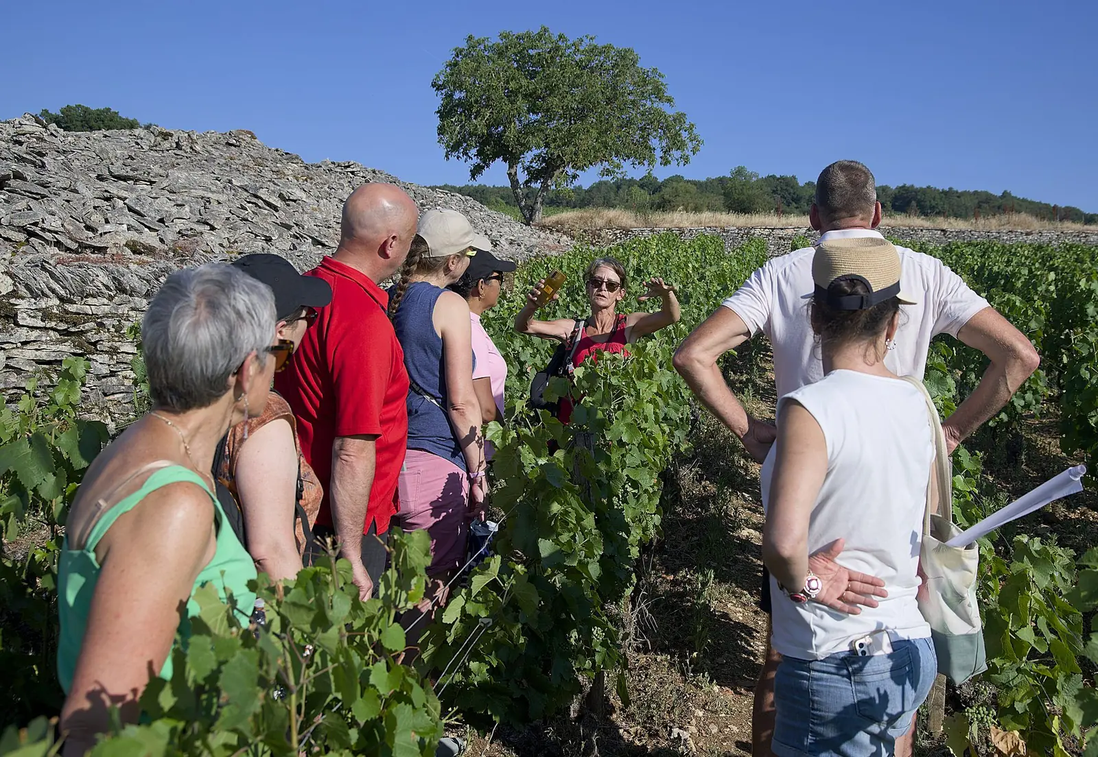 Balades dans les vignes