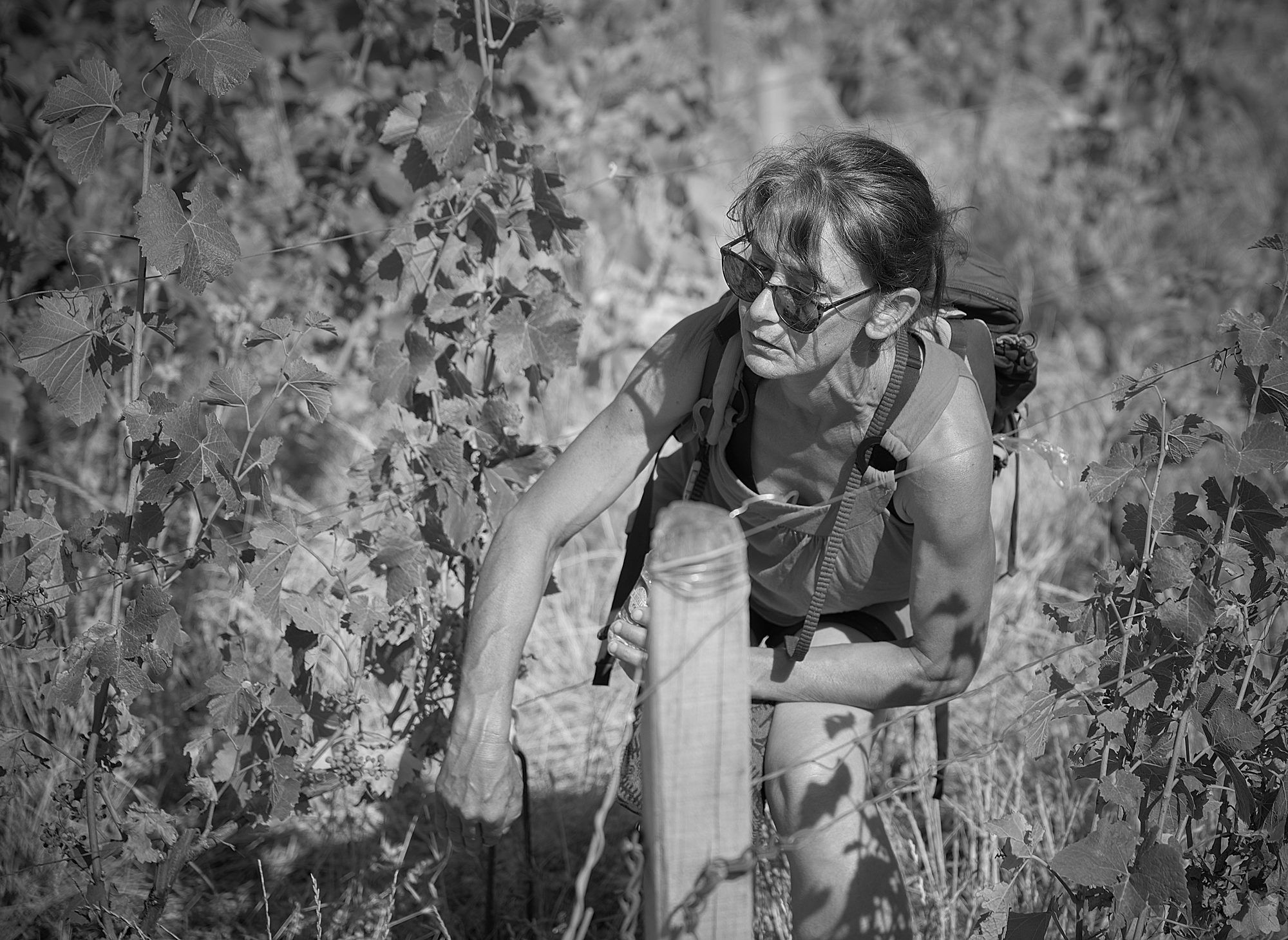 Céline au travail dans les vignes de Santenay