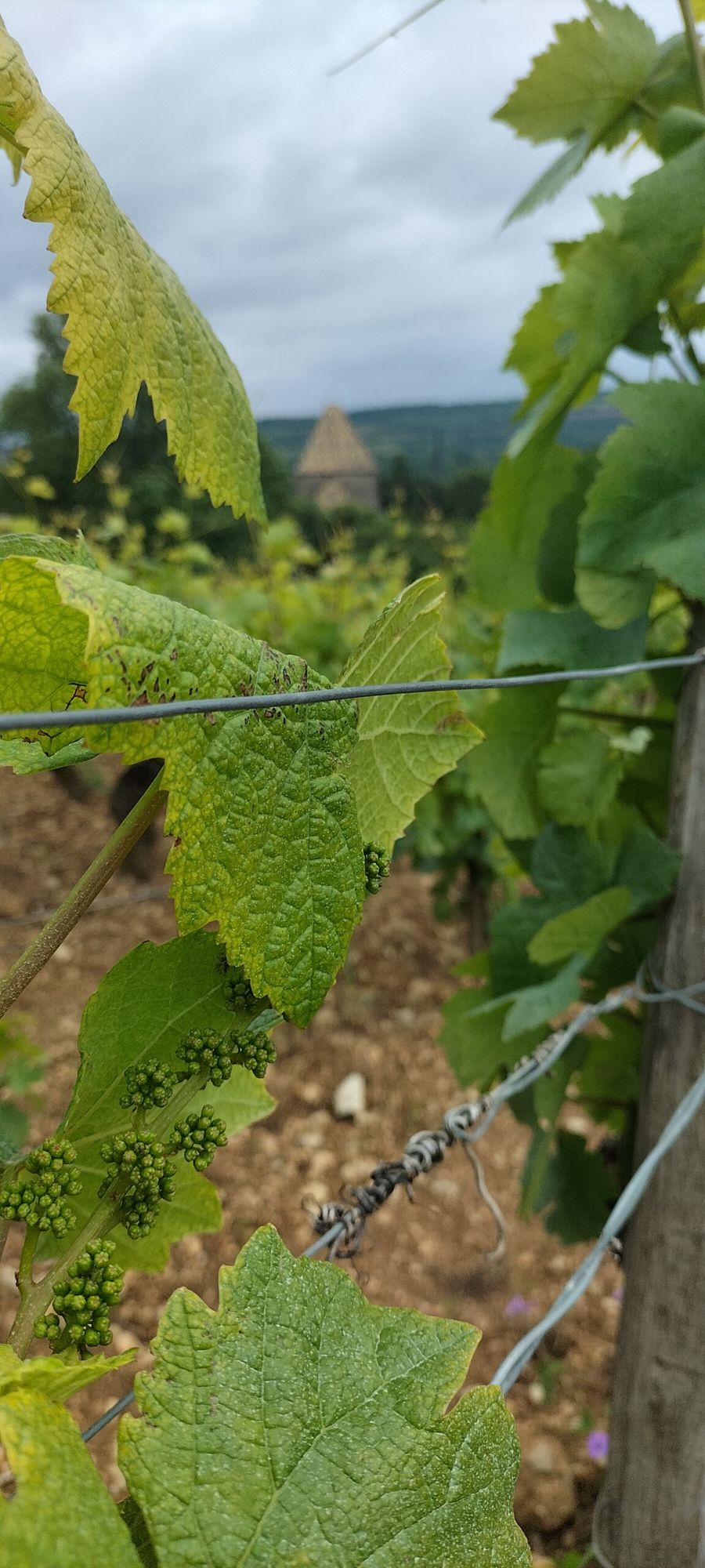 Sur les pas du vigneron, pendant la visite