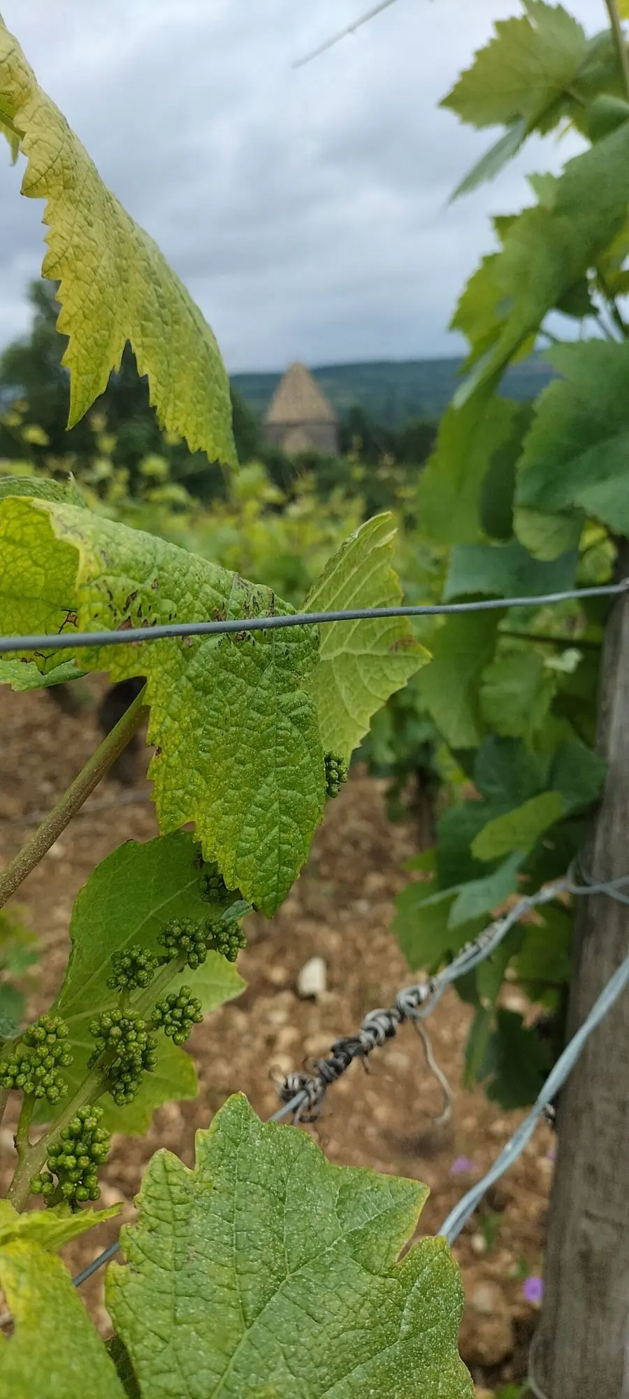 Sur les pas du vigneron, durante la visita