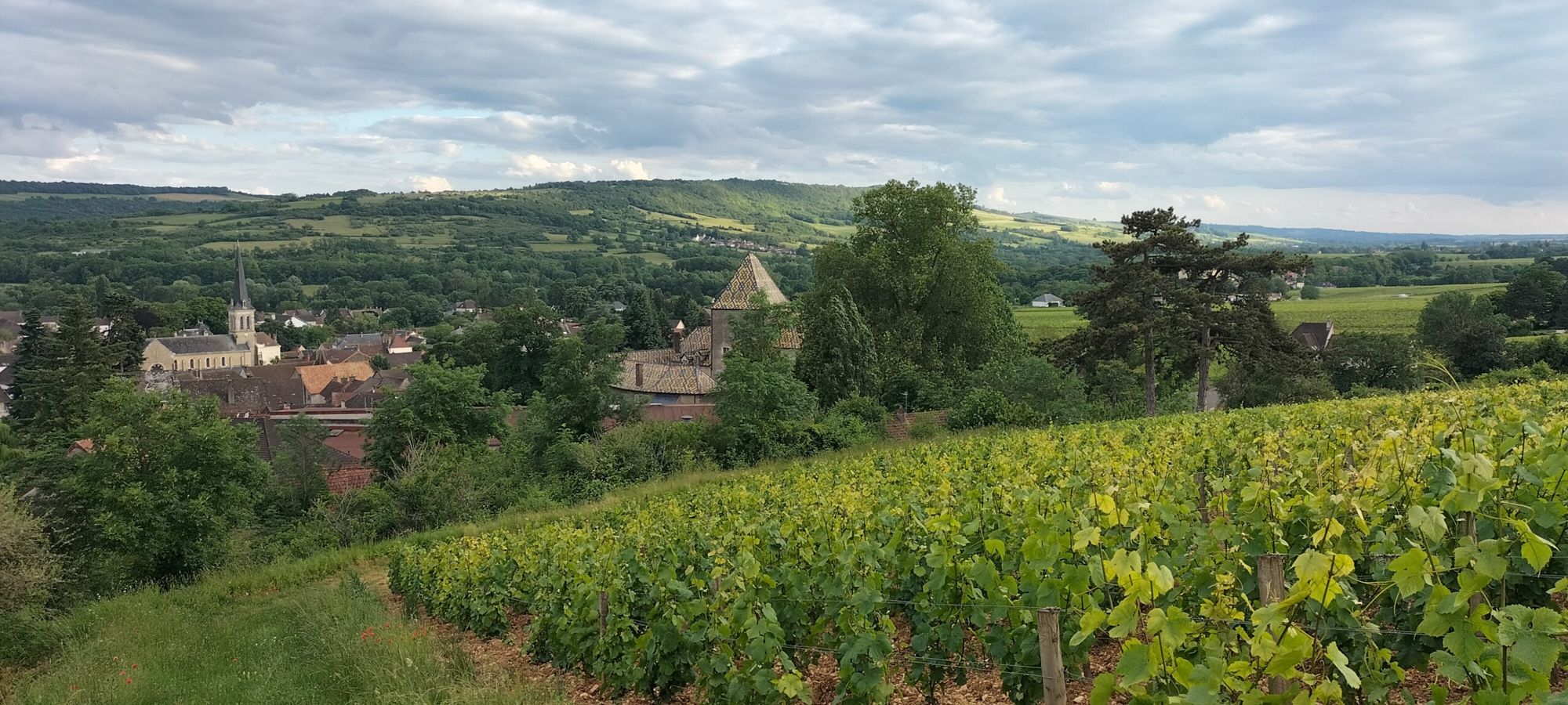 Pinot Noir, passionnément