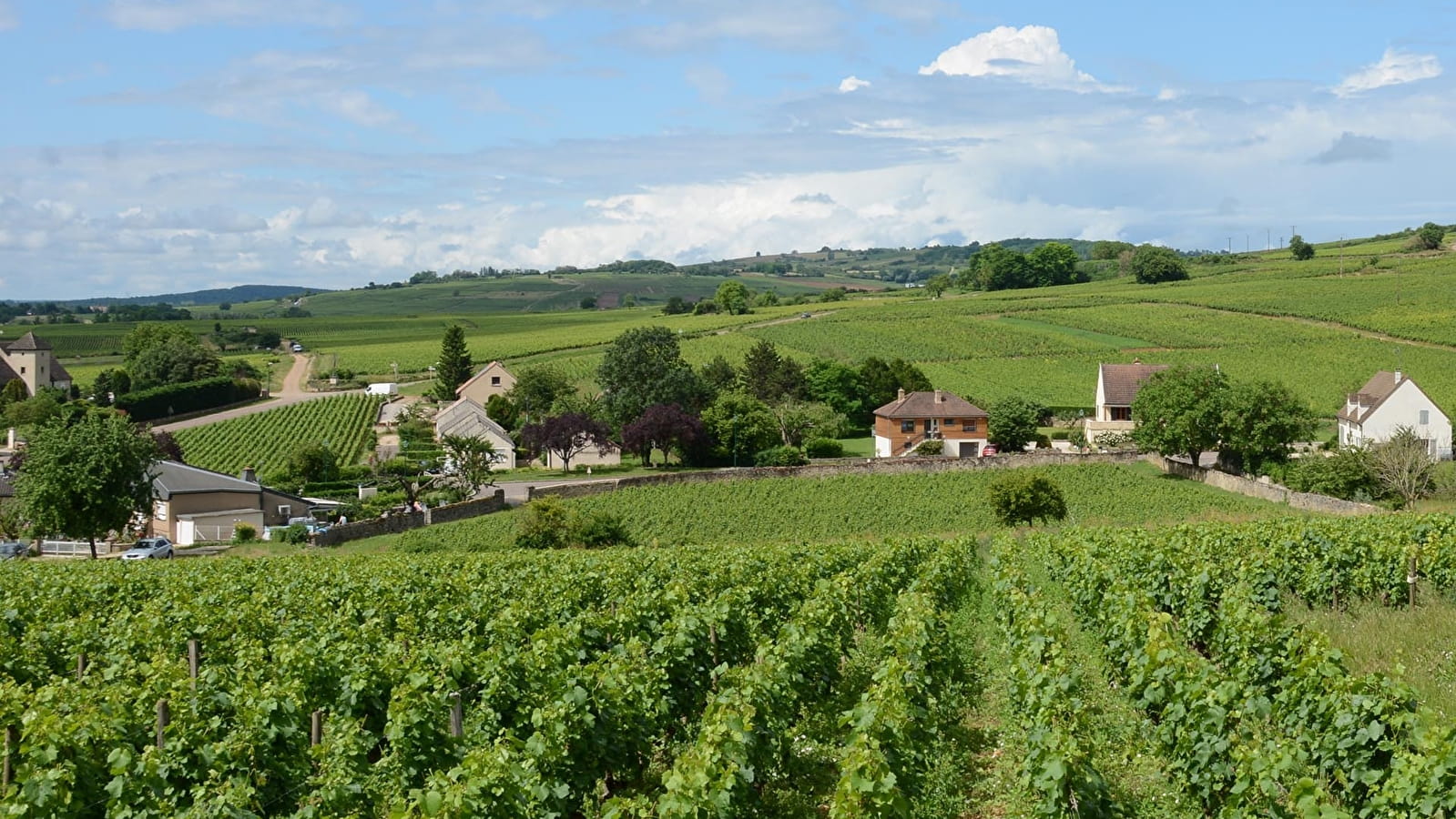 Aligoté, un peu